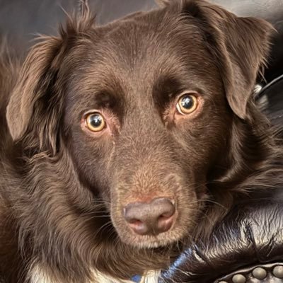 Laura_RainyNW's profile picture. Books📚 Music🎶 Coffee☕️dog🐾 #Resister #BLM #LGBTQ #Seahawks💙💚 #vaxed #kindness