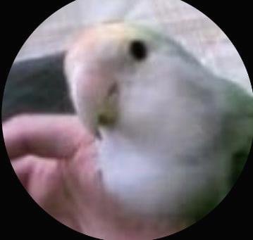 lienousikapinr1's profile picture. 個人投資家。株価が急騰し始めた初動の銘柄を、ザラ場中に投稿してます。日本株で奮闘中🔥