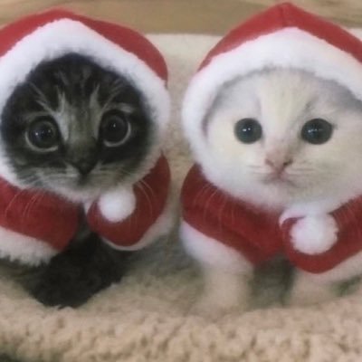 cool_nyang_2's profile picture. 