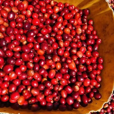 AhmedIb37367680's profile picture. WBO