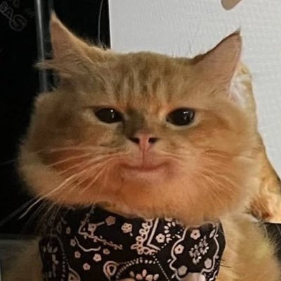 SkeeSkeeXo's profile picture. mow mow