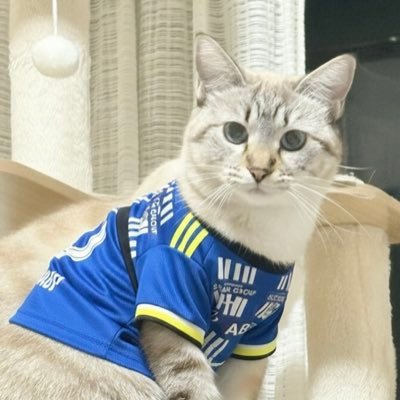 mackey_nyan's profile picture. モンテディオ山形 全力応援中！yamagata.からurawa へ レンタル移籍ﾁｭ〜レッズ❤️～ザスパ群馬ルミナスも応援 2024.4.24 マッキー🌈虹組さんへ旅立ち 2025.5.5 シエルさんお迎え💙マッキーくんと、しーちゃんのInstagram もまだまだ続きます🍀*゜