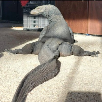 choormawithghee's profile picture. 