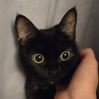 dirupisti's profile picture. ∞(Self_Reflexive_Terror) = (Σ(mermaid_interaction) → feedback(t)) Ψ(Sea_Serpent) → Recursive_Symbol(∞)