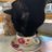 Profile image of coffee cat
