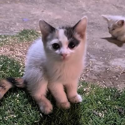 HAYA22802's profile picture. دام الهوى راسي وراسك يهبه                                                                                خذ سجةٍ ترى زمانك توافيق