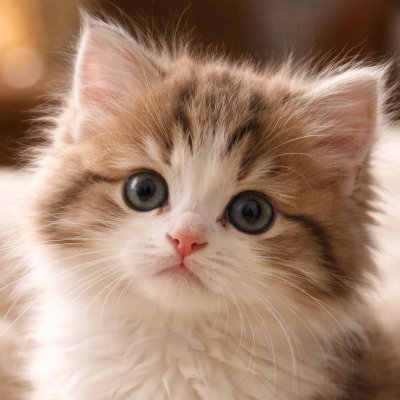 WhisperLys's profile picture. ฅ^•ω•^ฅ