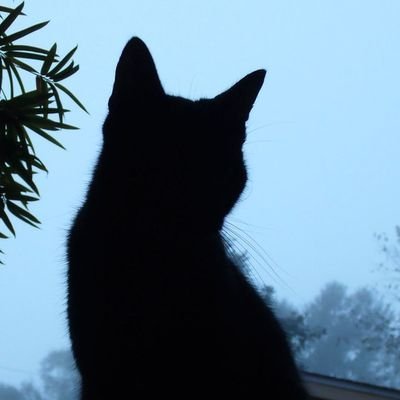 radityaajax's profile picture. 