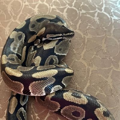 ketekita99's profile picture. 