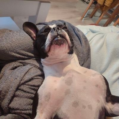 LeFouDuBusltd's profile picture. Je sais pas ce que je fous ici. 
J'aime comprendre ce qui m'entoure c'est à peu près tout 🤷