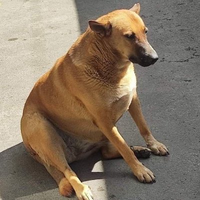 needmoresipag's profile picture. @koneko_dao