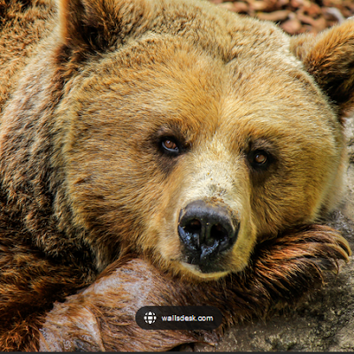 ZvenEd2021's profile picture. 