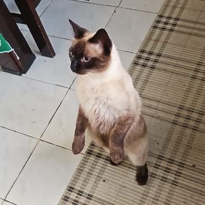 morott1nha's profile picture. 