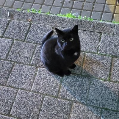 aytuncdemrdev's profile picture. React/React Native Developer