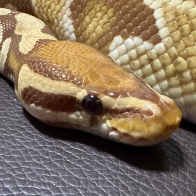 shigumacchi6699's profile picture. ボールとレオパにハマった、福岡県内の某めだか屋です。