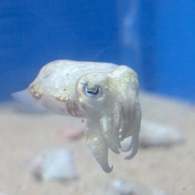 lowgeh's profile picture. 興味:カメラ、キャンプ、パソコン
ハマってるもの:ロッテガーナ ぶどう🍇
チャレンジ:個人アプリ開発 薪の売り場https://t.co/NSk6jij6Ly

ゆるーくやってます