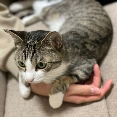 bd77Q1lAHuU0Kru's profile picture. デイトラJava2023年7月21〜/SES企業転職☺️/ITパスポート/Javaシルバー,ゴールド/司法書士試験2026受験/資格の学校TAC名古屋