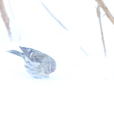 kanseian_'s profile picture. 清心観省。森とマーケティング好き。通りすがりのバードウォッチャー兼フリーランスコンサルタントです。北国のベリー園で働きながら暮らしています。｜脱思い込み。観察と内省をビジネスと人生へ｜BBT大学経営学部卒｜業務委託・お仕事相談はDMもしくはサイトからお願いします。＃ひとり分析