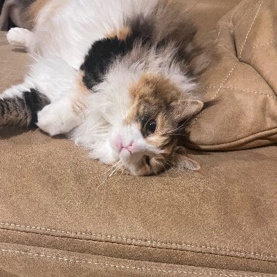 stylishnoob's profile picture. @sekikekeke 猫垢。