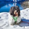 Superwelpi's profile picture. stolzer Tibet Terrier, Praxishund, liebt Wandertage, persönlicher Schmusehund von @TammysFrauchen, Mitglied im #Hundeskabinett, folge i.d.Regel nur HundeAccount