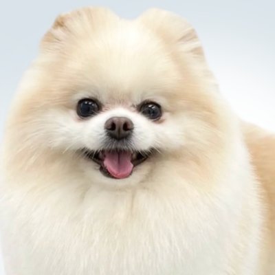 ChicaGroom's profile picture. Willkommen im Grooming-Salon "CHICA GROOM" in Berlin! Wir bieten hochwertige Pflegedienste für Ihre Haustiere in einer luxuriösen und ruhigen Umgebung.