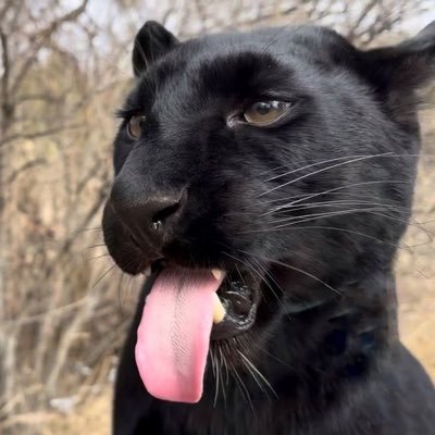 vlnsrn's profile picture. 