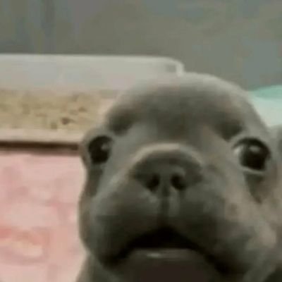 RendonLechuga's profile picture. a veces quisiera ser un perro,
no escuela,
no trabajo,
no pensar,
✨️solo guau guau✨️