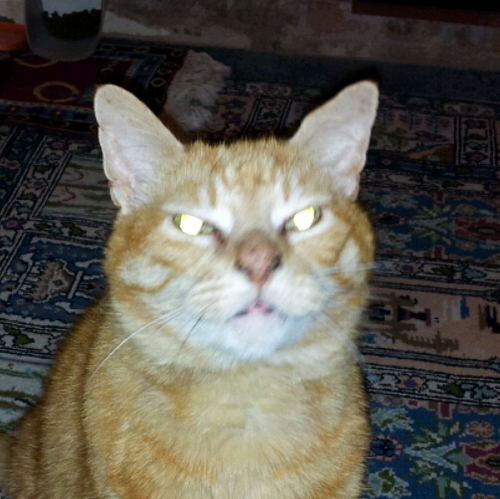 JulieTessa46's profile picture. Better to keep your mouth shut and appear stupid than to open it and remove all doubt. - Mark Twain