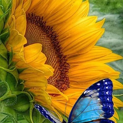 DianeLHodgson1's profile picture. Dedicated my life to helping the environment; help dogs/cats live a better life; and keep informed to rid us of people like Trump.