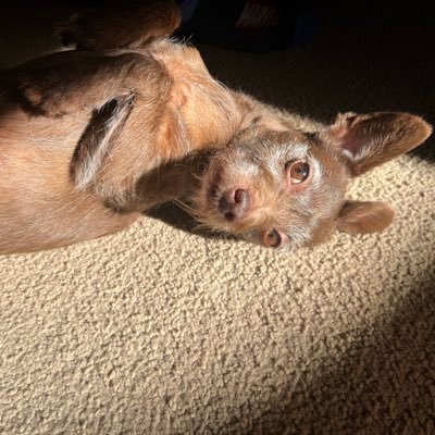 PwakPwak619's profile picture. #chargers #padres #lakers #aztecs