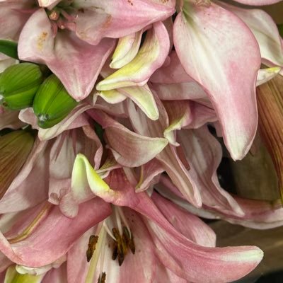 DestinyCodePro's profile picture. AI Enthusiast 🌱 Passionate about both Writing and Coding 💻✨ Providing inspiration for developers of all levels. Let's build something amazing together! 📲