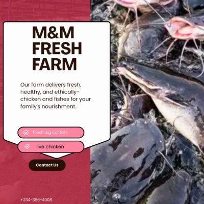 mmfreshfarm's profile picture. 📍 M$Mfresh Farm | Abuja , Nigeria 🇳🇬 Premium Fish & Chicken 🐟🐔 Live • Fresh • Smoked • Frozen • Processed 💧