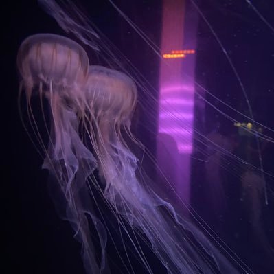 Orlxne3's profile picture. 