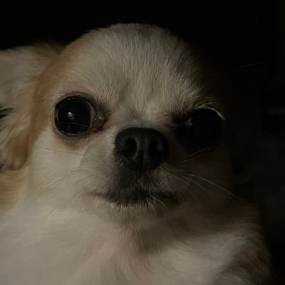 darkxclick's profile picture. 제가알기로는요 잘 모릅니다