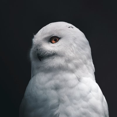 wanseoblim's profile picture. Founder @loqu_xyz, building @elyxs_ai —redefining language learning w/ AI & social | Ex-applied cryptographer & tech lead, PSE @ethereumfndn | Sprinter @fdotinc