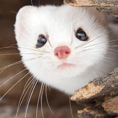 _chebuya's profile picture. c2 enjoyer