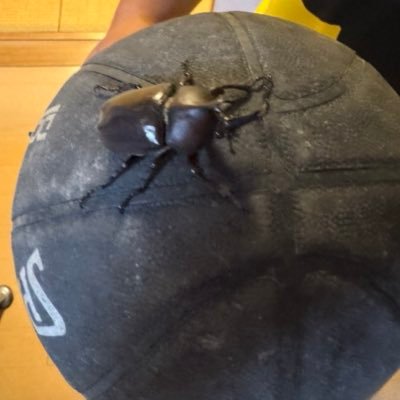 hiyayakkOii's profile picture. 