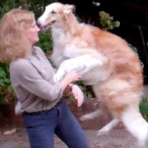 DrRachelVet's profile picture. Veterinarian. Sharing about animal health and well-being. Cats. Dogs. Wildlife.

Diplomate, American Board of Veterinary Practitioners (Canine/Feline).