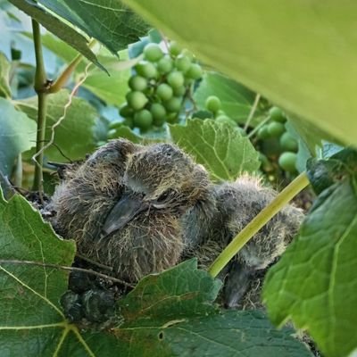 MrMankgeLookus's profile picture. 