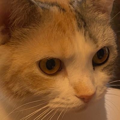 Ridwanthegr8's profile picture. Just a chill guy