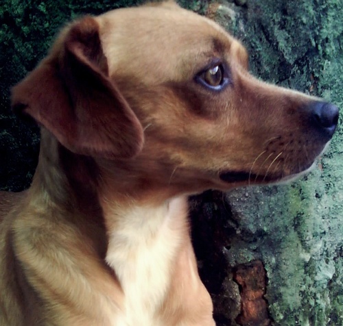 Jamais creia que os animais sofrem menos do que os humanos. A dor é a mesma para eles e para nós. Talvez pior, pois eles não podem ajudar a si mesmos.