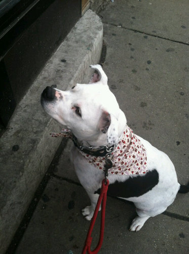 pbmagee's profile picture. 