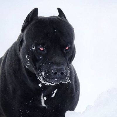 nobrain_0's profile picture. 