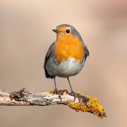 enigma_stelle's profile picture. - ? -