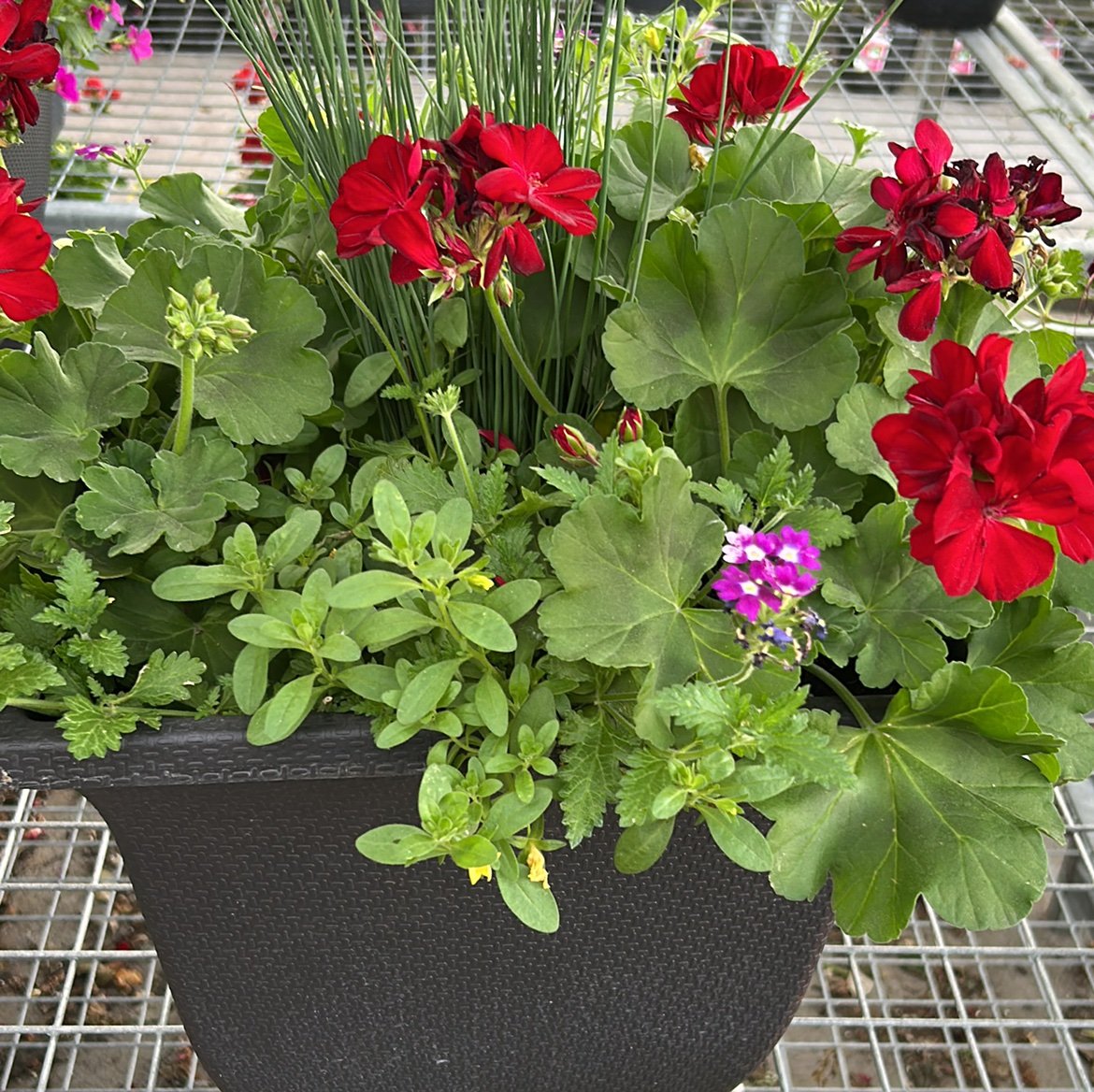 Allen_f0x's profile picture. 