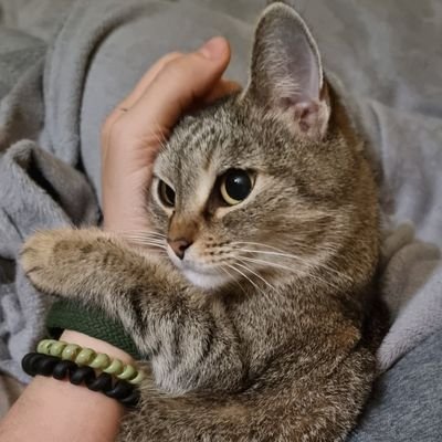 BzickOff's profile picture. резервний @dobrazlapani 
реанімований старий @karoDnepr
Звіти в закріпленному треді

PayPal karo237dnepr@gmail.com