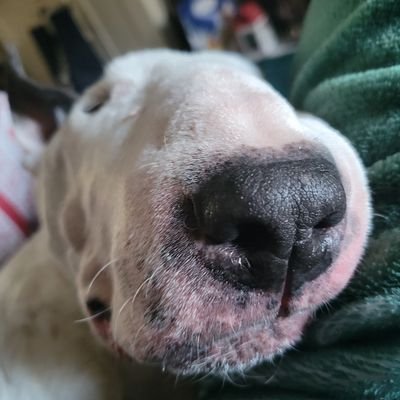 flyingcod's profile picture. Database Fixer. Chess addict. Liverpool FC, Bull Terriers, Shelltoes, Spiders & Shark lover. Huge fan of @comtruise. It's going to be a lot of fun.