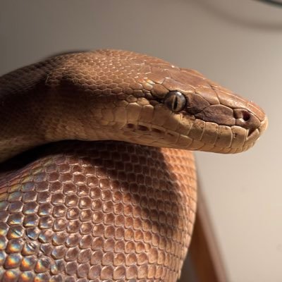 Shabayu1's profile picture. 