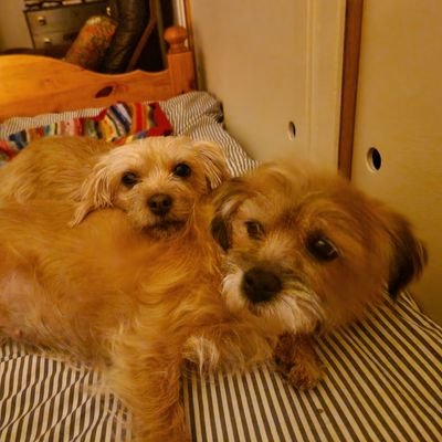 Discomedusae's profile picture. Also on @Crownmedusae