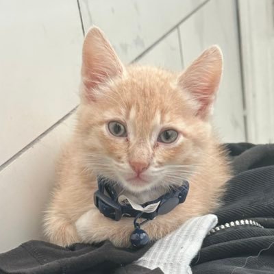 nalgonaderafa10's profile picture. 